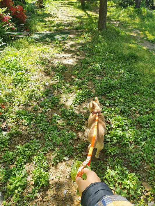 Happiest Moment of a day - Walk my dog 'Bok-Sil'