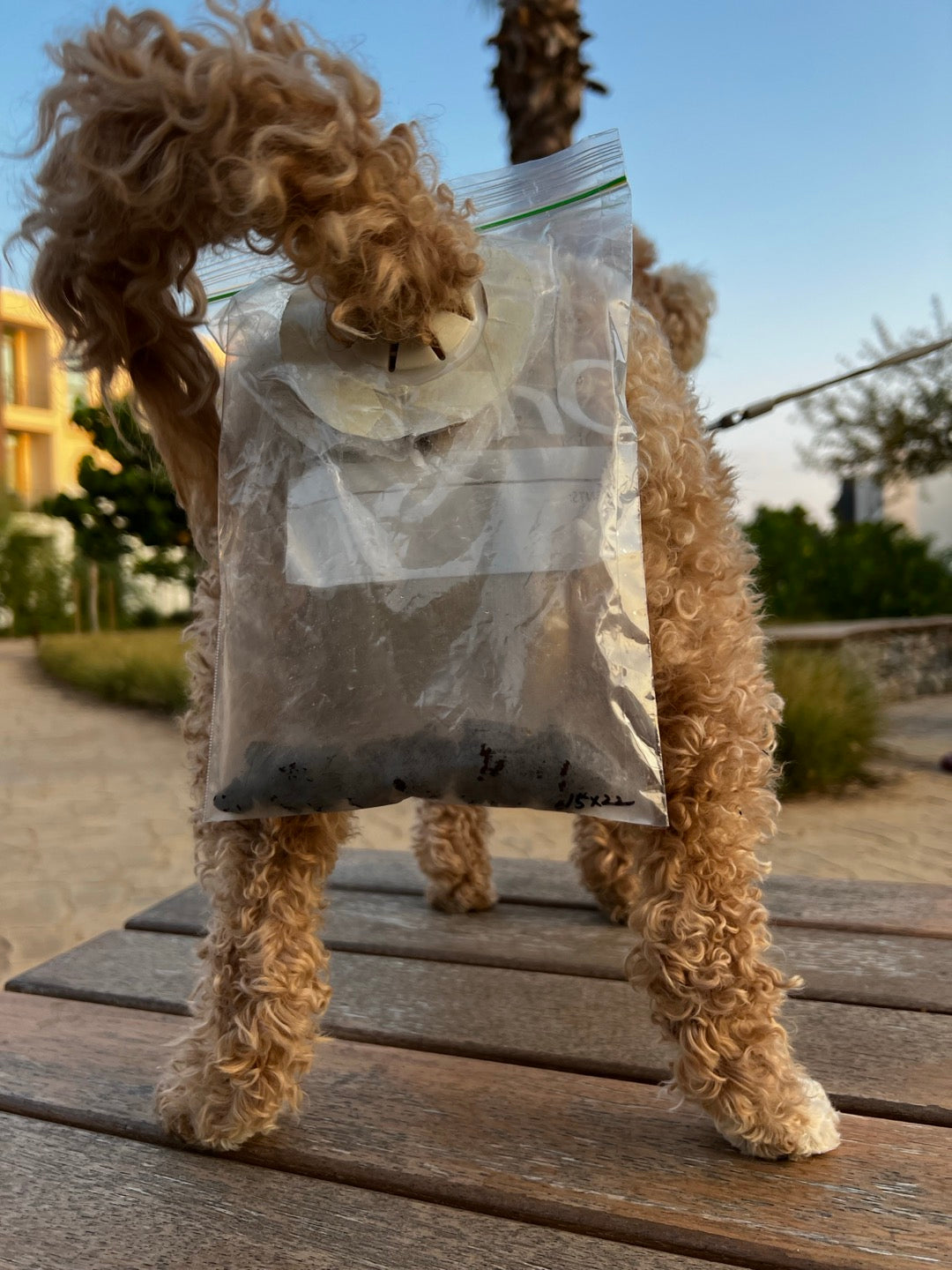 Miss Flora just scored a perfect goal-in with her almond chocolate-shaped poop! 🍫