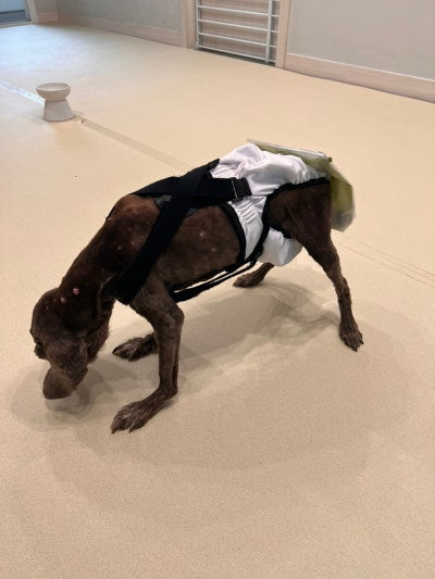 18-Year-Old Senior Dog Simi's Story 💛