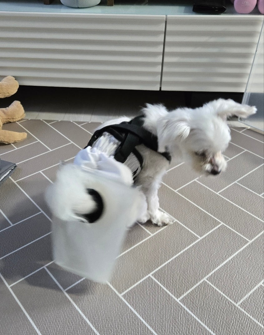 16-Year-Old Senior Dog Mini's Experience with mynoopy