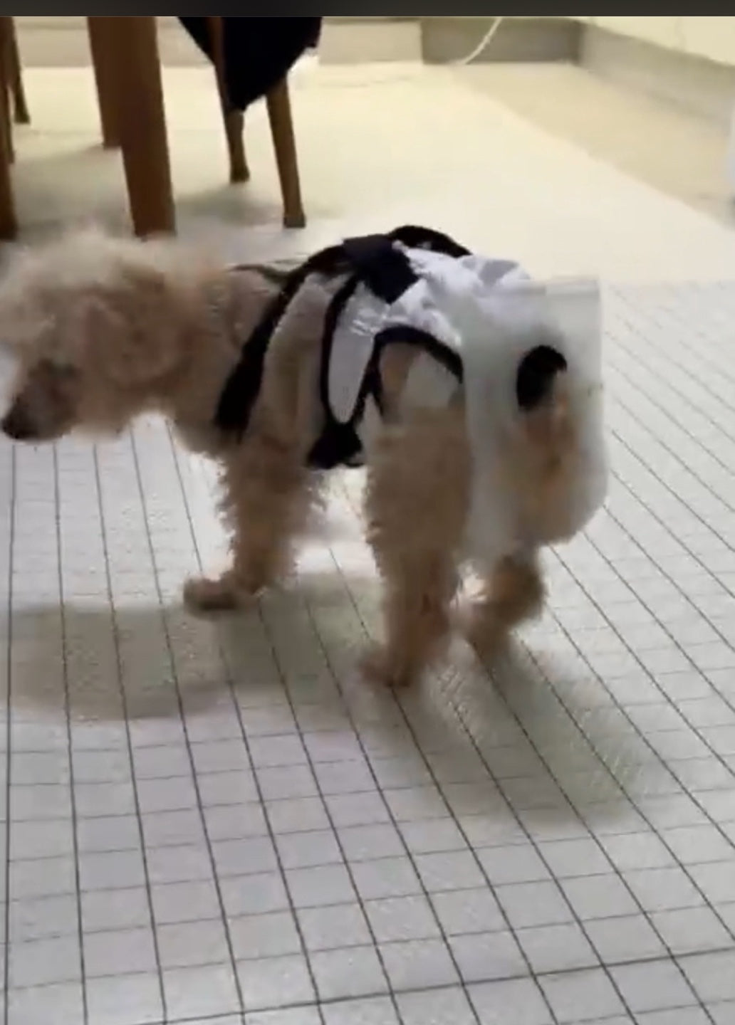 The Story of 18-Year-Old poodle, 'Choco'