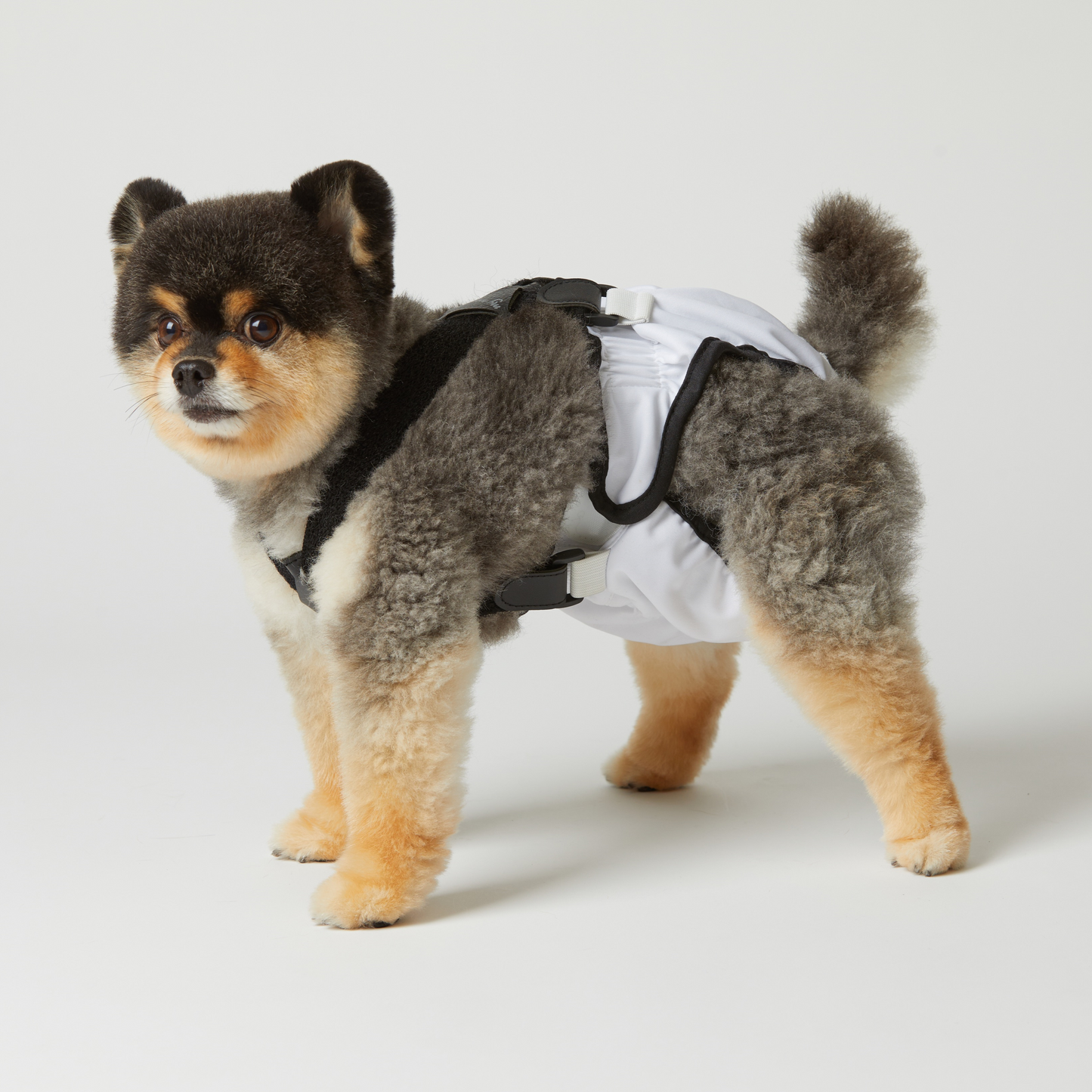 mynoopy ultimate poop diaper for Aging & Special-Needs Dogs  1 set
