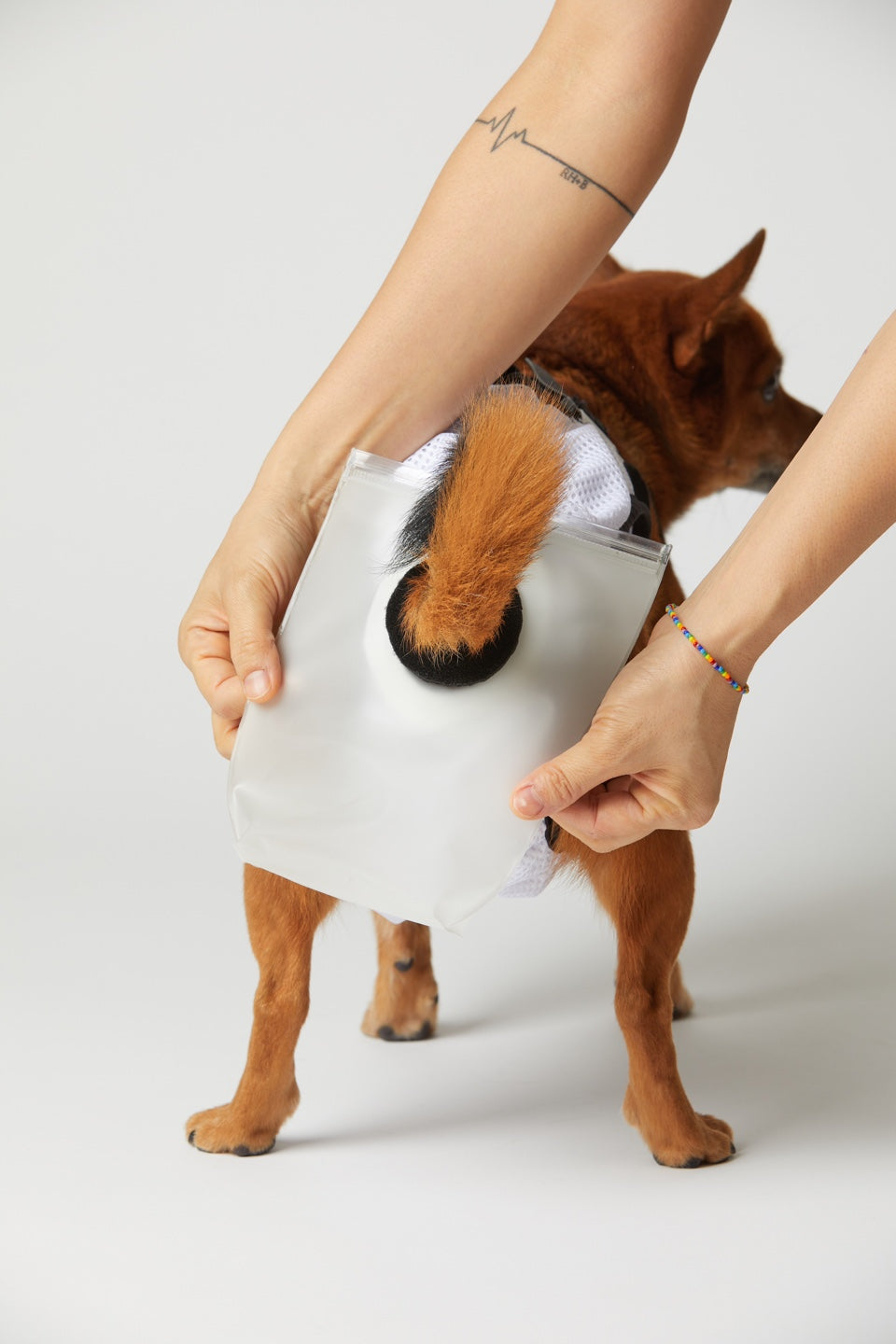 mynoopy ultimate poop diaper for Aging & Special-Needs Dogs  1 set