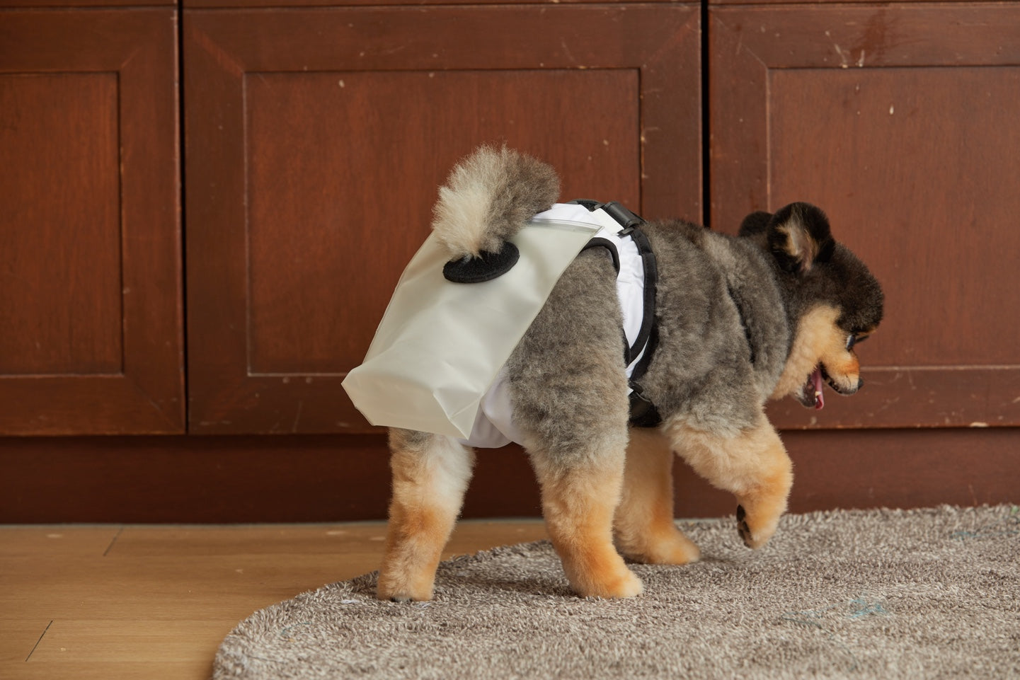 mynoopy ultimate poop diaper for Aging & Special-Needs Dogs  1 set