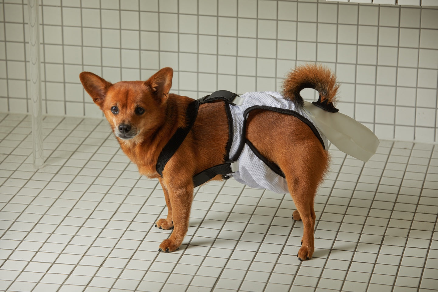 mynoopy ultimate poop diaper for Aging & Special-Needs Dogs  1 set