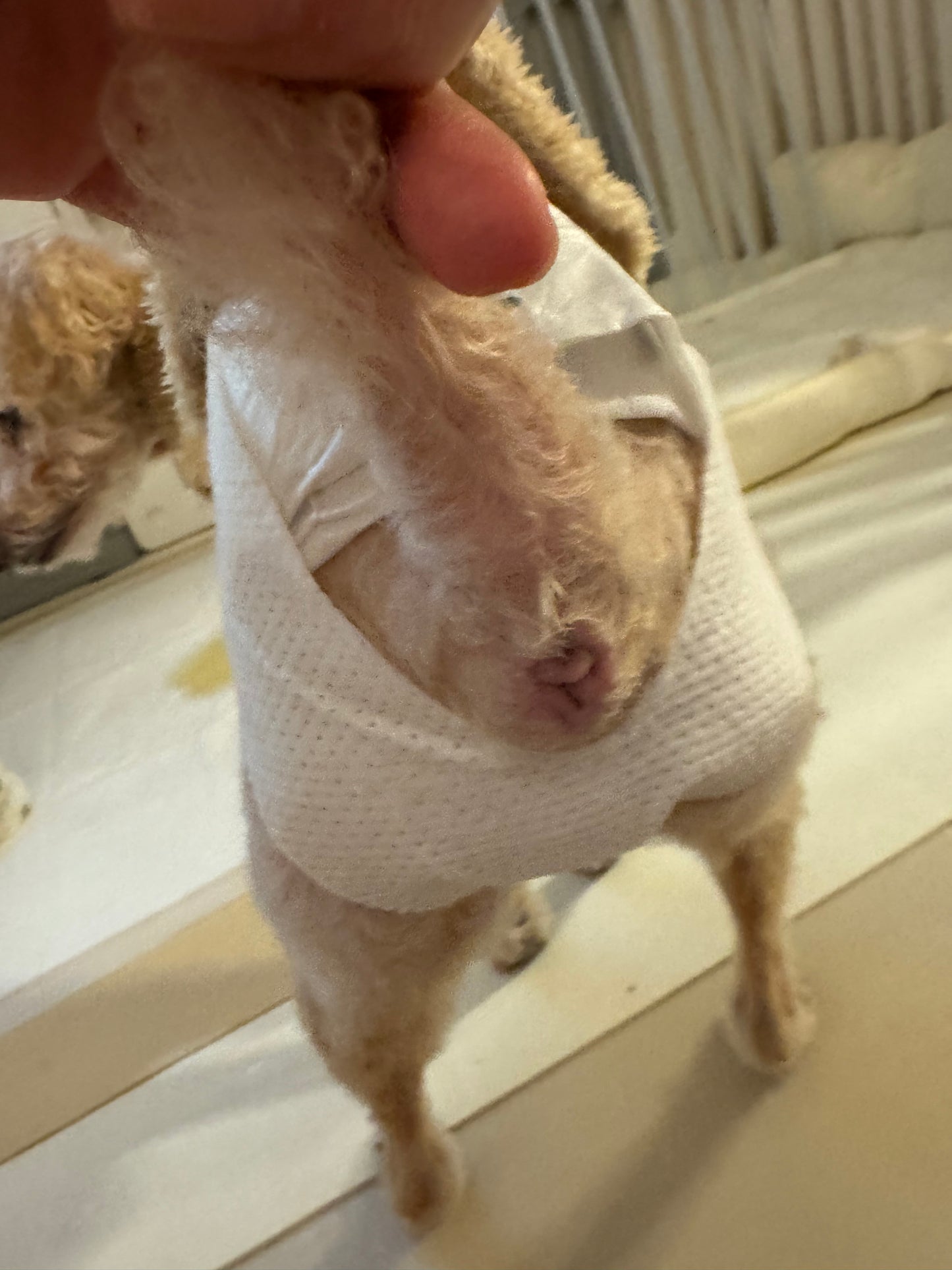 🐾 mynoopy Modular Diaper (2nd Gen) for XS/S size