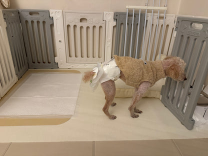 🐾 mynoopy Modular Diaper (2nd Gen) for XS/S size